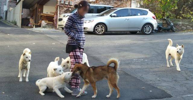 서울 은평구 녹번동 동네 거리에 사는 개들이 주민을 반기고 있다. 허은영 씨 제공