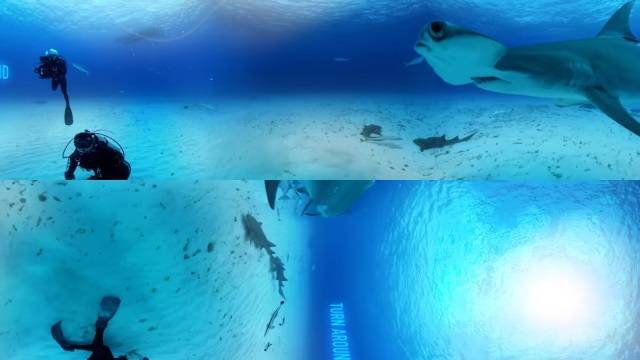 브이아르(VR) 기술을 이용한 내셔널 지오그래픽의 귀상어 다큐멘터리. 유튜브 갈무리