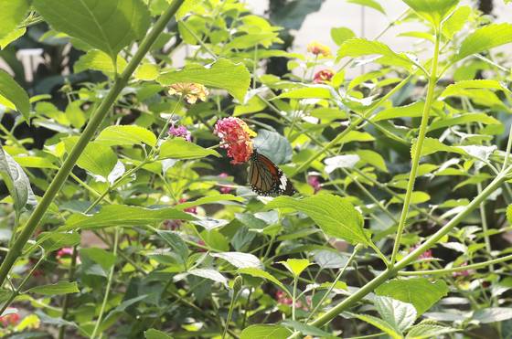 왕나비가 풀숲에서 앉아 있다. 임현동 기자