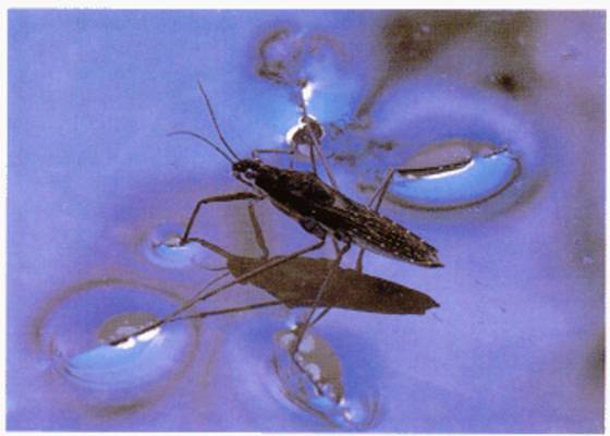 소금쟁이가 물에 떠 있는 것도 표면장력의 덕택이다．표면 장력이 강해 물 표면을 뚫을 수 없어 가라앉지 않는다．[중앙포토]