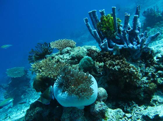 말레이시아 마타킹 리조트 앞의 수심 15미터의 풍경. [사진 박동훈]
