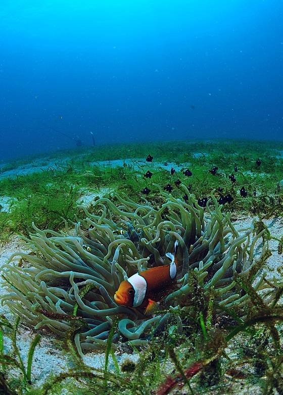 마타킹 리조트 앞바다에서 놀던 니모. [사진 박동훈]