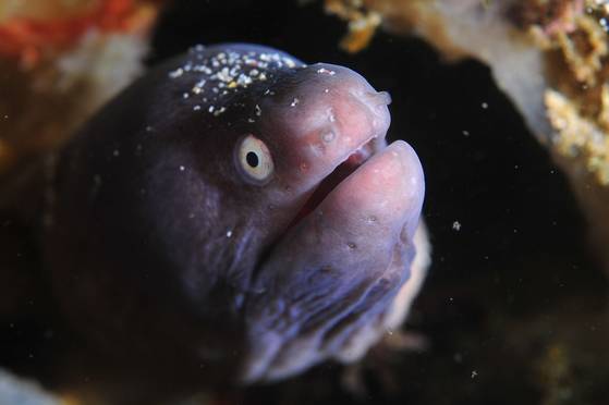 말레이시아 시파단 자연암반 틈사이로 고개를 내민 곰치. [사진 박동훈]