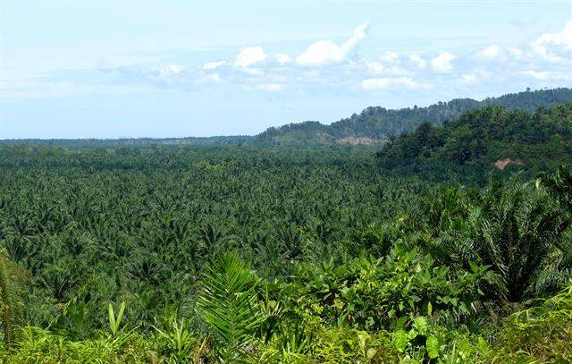 팜트리 농장을 가까이에서 보면, 꼭 산이 만들어낸 분수 같다.