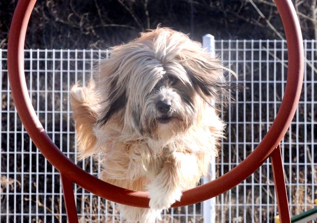 Sapsaree (Park Hyun-koo/The Korea Herald)