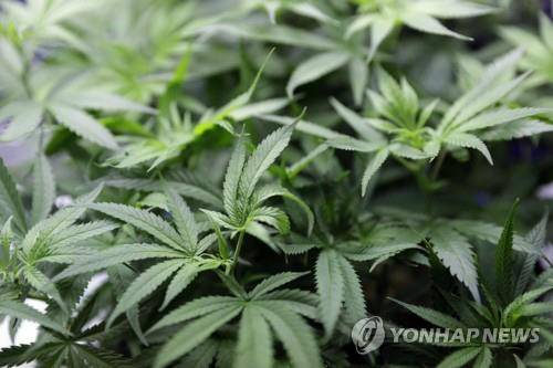마리화나 재배 자료사진 [AP=연합뉴스]