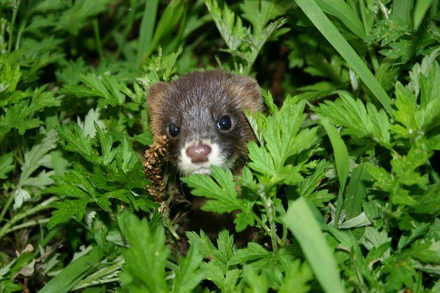 호기심 많은 족제비가 역으로 우리를 관찰하기도 한다.