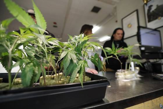 손님들이 지난 1일 오클랜드의 한 가게에서 대마식물을 구입하고 있다.[AP=연합뉴스]