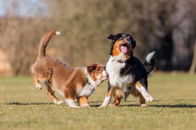 개들은 놀이를 통해 체력과 사회성을 기른다. 그러나 놀이가 모두에게 반드시 만족스런 것은 아니다. 게티이미지뱅크 제공.