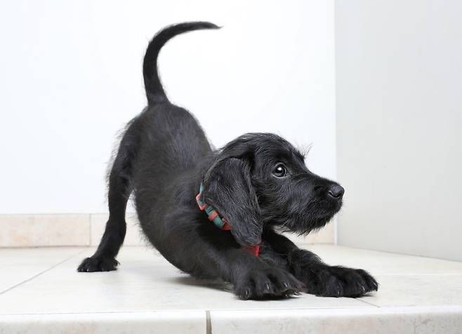 앞발을 펴고 상체를 숙여 절을 하는 듯한 강아지의 행동은 상대에게 놀자고 청하는 동작이다. 게티이미지뱅크 제공.