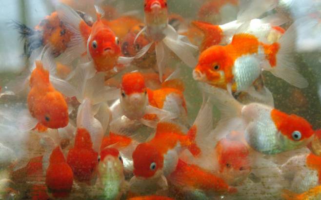 금붕어를 비롯한 물고기의 기억력이 3초 혹은 15초 밖에 지속하지 않는다는 얘기는 사실이 아닌 것으로 확인되고 있다. [중앙포토]