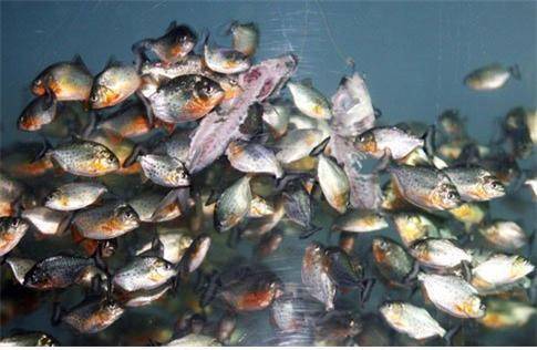 피라냐는 다른 물고기를 쫓아갈 때 부레을 진동시켜 소리를 낸다. [증앙포토]