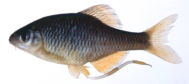 임실납자루 암컷. 몸 아랫 부분에 길게 나온 것이 산란관이다. 이 산란관을 이용해 조개에 알을 낳는다. [중앙포토]