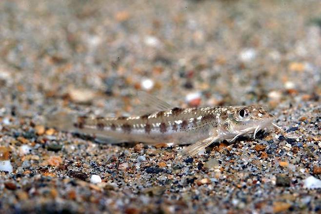 모래 속에 숨는 것을 좋아하는 토종 민물고기 흰수마자 [중앙포토]