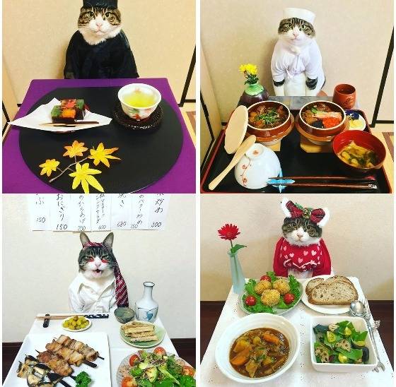 인스타그램서 폭발적인 인기를 얻은 고양이 마로. 주인은 요리사다. [@rinne172 인스타그램]