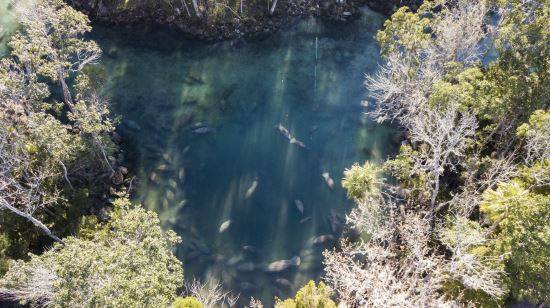 몰려든 매너티들. AP뉴시스