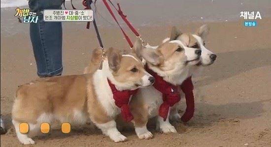 정부는 체고 40㎝이상 반려견을 관리대상견으로 지정하고 입마개를 의무화한다는 내용의 반려견 안전관리 대책을 발표하자 반려인들은 "다리 짧은 웰시코기는 괜찮은 거냐"며 비판했다. 채널A 개밥주는남자 캡처