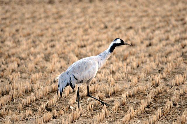 강원 철원군 민통선 내 철원평야에서 낙곡을 먹고 있는 검은목두루미. 국립생태원 제공