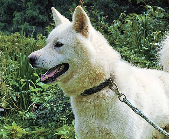 풍산개 백구는 얼핏 보기에 진돗개와 생김새가 비슷하지만 덩치가 더 크다. [사진 농촌진흥청]