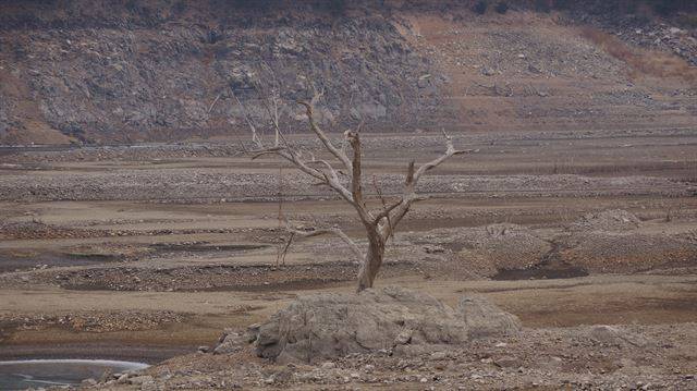 운문댐 건설당시 수몰된 청도군 운문면 순지리 옛 마을 입구의 나무가 앙상한 가지를 드러냈다. 청도=김재현기자 k-jeahyun@hankookilbo.com