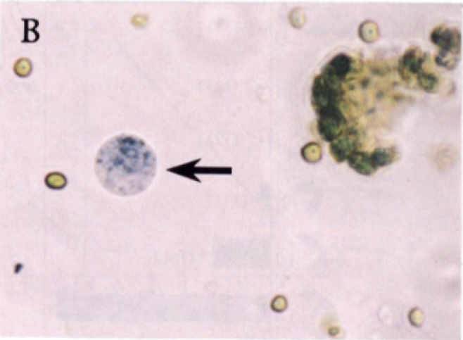 쪽을 비롯한 많은 식물이 인디고를 만들고 인류는 수천 년 전부터 이를 파란색소로 이용해왔다. 식물은 잎 세포의 액포에 물에 녹는 배당체인 인디칸 형태로 저장하고 엽록체에 이를 분해하는 효소를 갖고 있다. 세포가 손상돼 액포가 분해효소에 노출되면 배당체가 인독실로 분해되고 최종적으로 인디고로 산화돼 남색을 띄게 된다. 식물이 왜 인디고를 만드는지는 아직 잘 모른다. 화살표가 가리키는 대상은 배당체가수분해효소를 처리한 쪽의 액포로 인디고 결정이 생긴 부분이 파랗게 보인다. - ‘플랜트셀 생리학’ 제공
