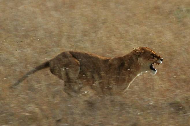 사냥감을 향해 달려드는 사자 암컷. 사자는 얼룩말보다 가속력은 37%, 감속력은 72%나 뛰어나다. 얼룩말은 속도를 높일수록 살 가능성이 떨어진다. 쉴퍼 쉐퍼드/위키미디어 코먼스 제공.