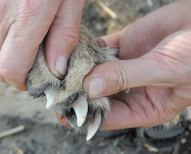치타의 발톱. 집어넣었다 뺐다 할 수 있어 재빠른 기동을 할 때 접지능력을 키워준다. 앨런 윌슨 제공.