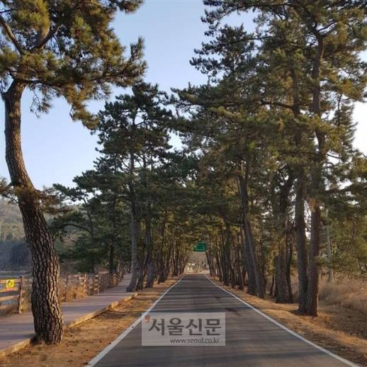 국립 소록도병원 병원지대에서 관사지대 쪽으로 나가는 길. 길 양옆으로 소나무들이 높게 서 있다.소록도 오경진 기자 oh3@seoul.co.kr 국립 소록도병원 병원지대에서 관사지대 쪽으로 나가는 길. 길 양옆으로 소나무들이 높게 서 있다.소록도 오경진 기자 oh3@seoul.co.kr