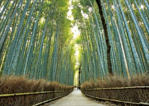 아리시야마 대나무숲 ‘지쿠린’
