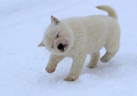 사진=마이니치 신문 눈속에서 뒹구는 아이누견의 모습