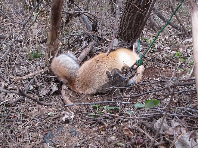 복원을 위해 소백산에 방사됐다가 창애(덫)에 걸린 여우 [사진 국립공원관리공단]