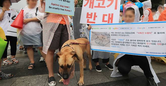 8일 오후 서울 종로구 북인사마당에서 동물보호단체 '개고기를 반대하는 친구들'(ADF) 회원 등이 '개고기 반대'등이 적힌 피켓을 들고 있다. [연합뉴스] (이 사진은 기사 내용의 이해를 돕기 위한 것으로 내용과 관련 없음.)