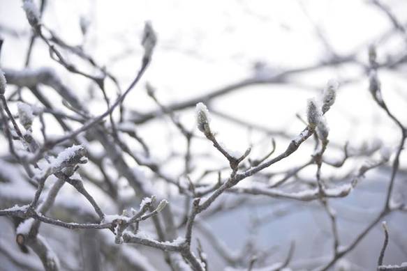 백목련의 겨울눈