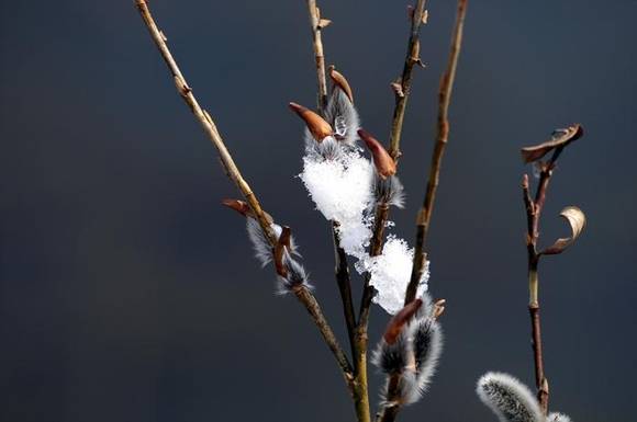 성급하게 벗어던진 갯버들의 겨울눈