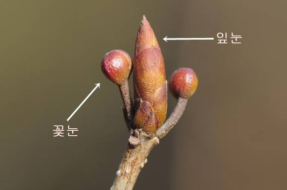 비목나무의 꽃눈과 잎눈