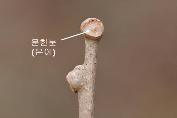 다래는 겨울눈을 껍질 속에 묻는다