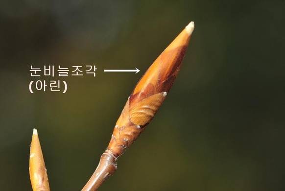 너도밤나무의 눈비늘조각