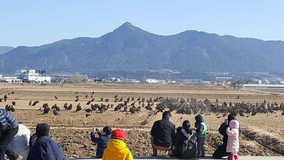 경남 고성군 철성고등학교 인근 한 논. 해마다 이맘때면 몽골에서 날아온 1000여마리의 독수리떼가 경남 고성 등에 날아온다. [사진 김덕성 한국조류보호협회 경남고성지회장]