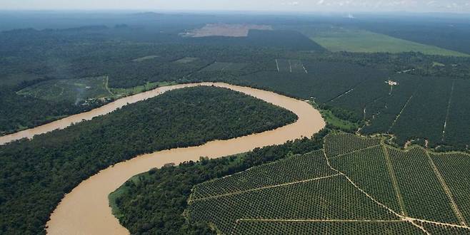 팜유 농장과 벌목으로 조각나는 보르네오 열대림. 만일 사냥을 막을 수 있다면 오랑우탄은 이런 환경에서도 생존할 수 있다. 마르크 안크레나스 제공.