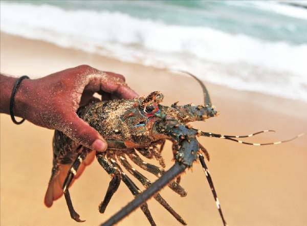 스리랑카의 명물 바닷가재