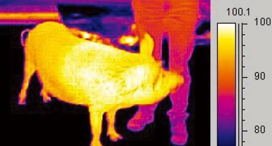 적외선 센서로 돼지 건강상태 파악