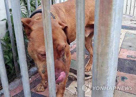 핏불테리어 지난해 6월 제주의 한 농장에서 적발된 투견 도박판에서 싸우던 핏불테리어. [제주서부경찰서 제공=연합뉴스]