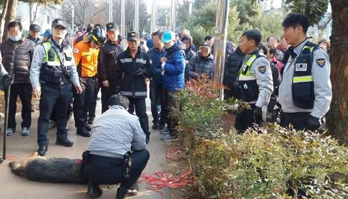 광주 푸른길공원 셰퍼드 포획 현장 [독자 촬영 제공=연합뉴스]