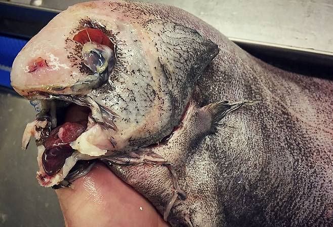 1천미터 깊이의 심해 속으로부터 건져진 물고기. ‘유령상어(ghost shark)’란 이름으로 불리는 흉칙스런 모습(사진출처: 인스타그램 rfedortsov_official_account)