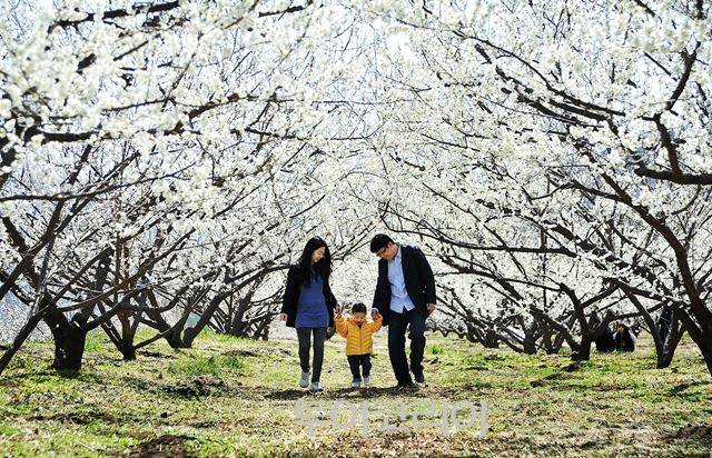 ▲ 광양매화축제