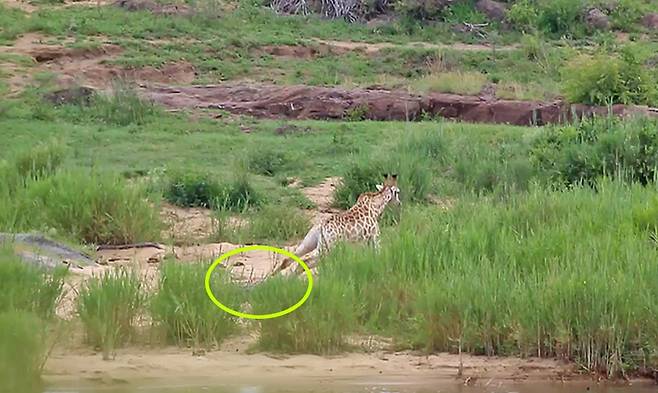 악어에 다리를 물려 도망가지 못하고 있는 기린(유튜브 영상 캡처)