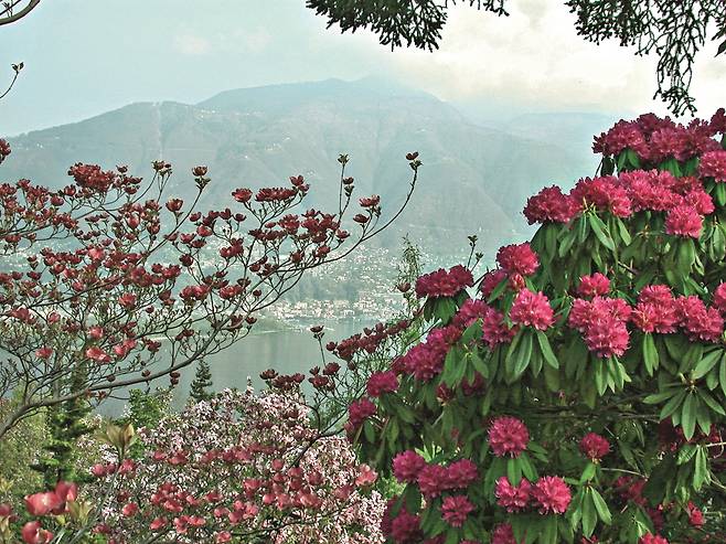 르까르노 근교에 있는 감바로뇨 식물원에선 약 950종의 동백꽃을 만날 수 있다.