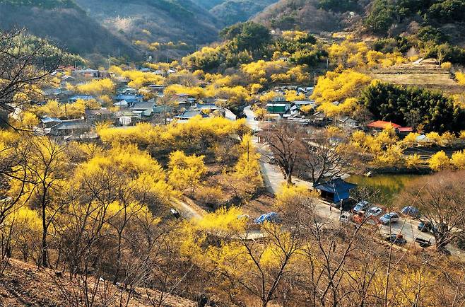 구례 산수유 - 샛노란 산수유는 봄의 전령사다. 잿빛 겨울의 문을 닫으며 봄나들이 채비를 재촉한다. 사진은 산수유가 만개했을 때의 전남 구례군 산동면 전경. 올해 구례산수유꽃축제는 오는 17일 개막해 25일까지 9일간 이어진다. /구례군