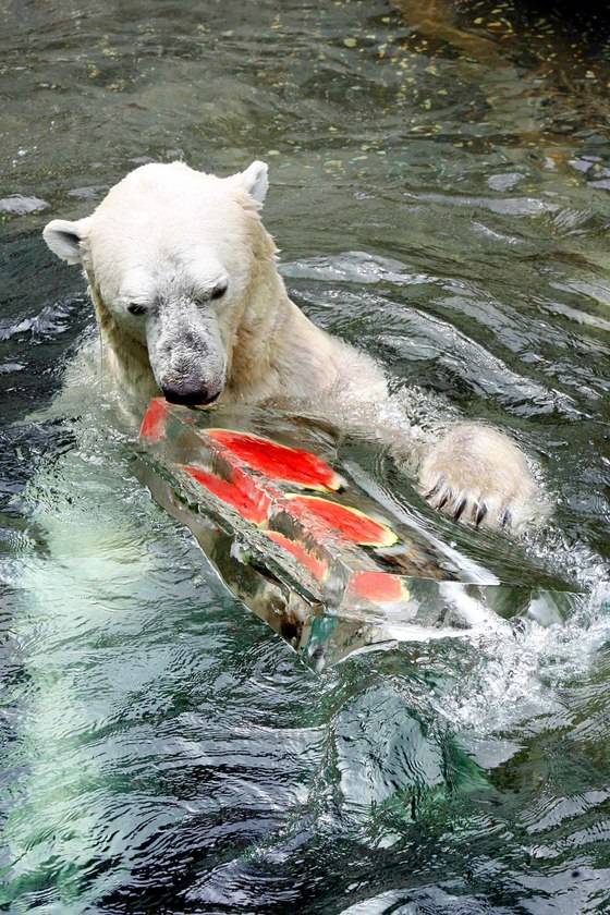 지난 2007년 여름 수박을 넣은 얼음덩어리를 가지고 노는 통키의 모습. 이 시절에는 통키를 비롯한 북극곰들의 모습은 신문,방송 등 언론매체에 자주 등장했다.[중앙포토]