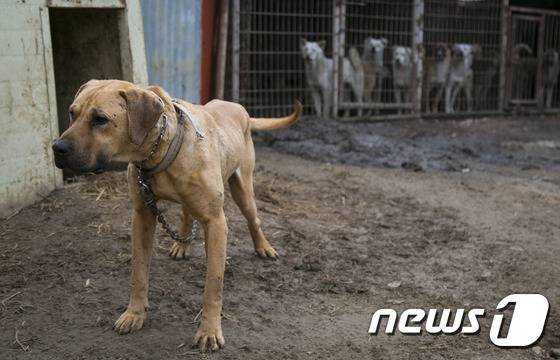 도사견.(자료사진)/뉴스1 © News1 이찬우 기자